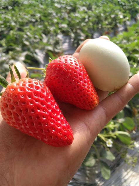 哪个品种草莓最甜