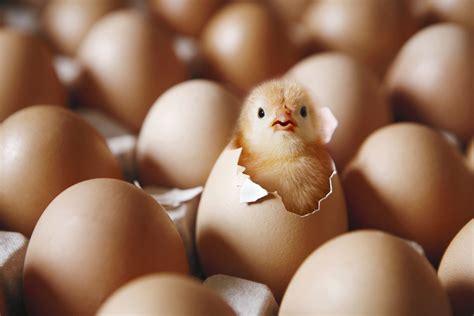 哪些动物是由蛋孵化
