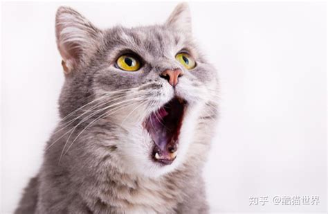 哪种动物的叫声和猫咪的叫声一样