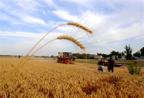 商丘小麦收多少钱一斤