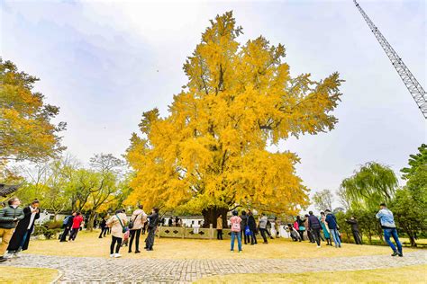 商丘市最大的银杏树