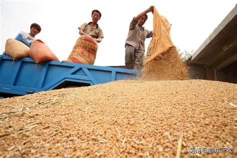 商丘现在的小麦能卖多少钱一斤