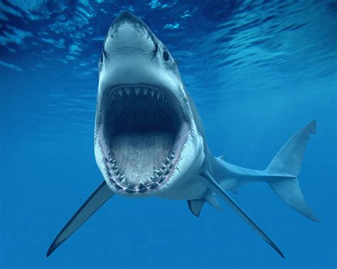 噬人鲨被吃判几年