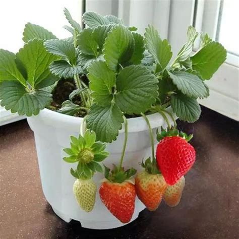 四季草莓露天种植能过冬吗