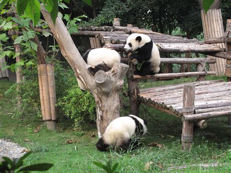四川大熊猫基地的视频