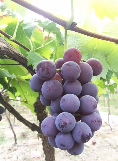 四川适合种植啥品种葡萄
