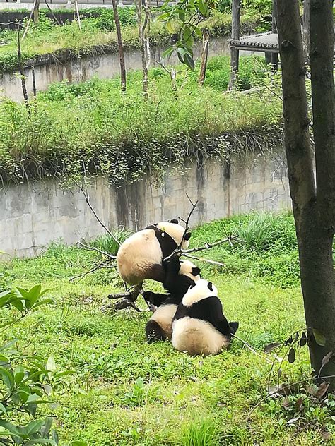 四川雅安大熊猫基地旅游攻略
