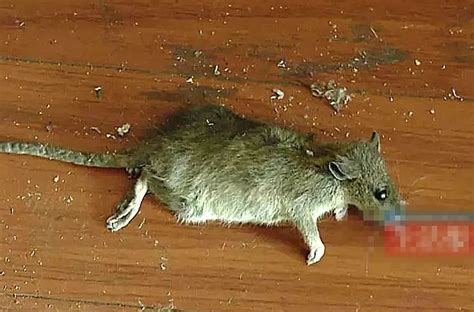 国外住酒店发现老鼠