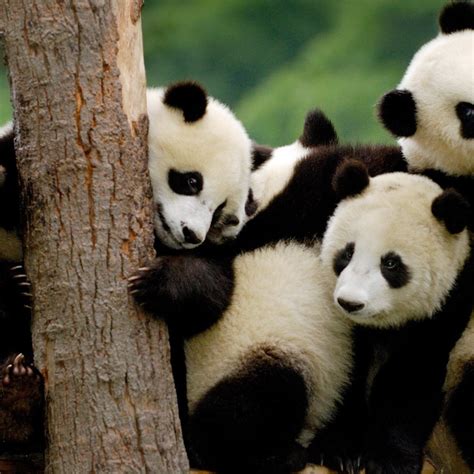国宝大熊猫的资料