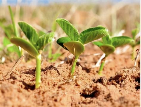 土培黄豆芽的种植方法
