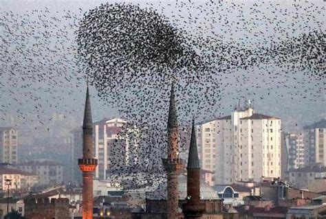 土耳其出现大量飞鸟