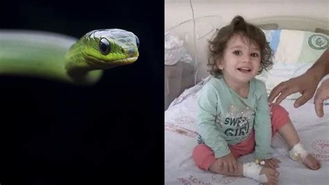 土耳其2岁女遭蛇咬后咬死蛇