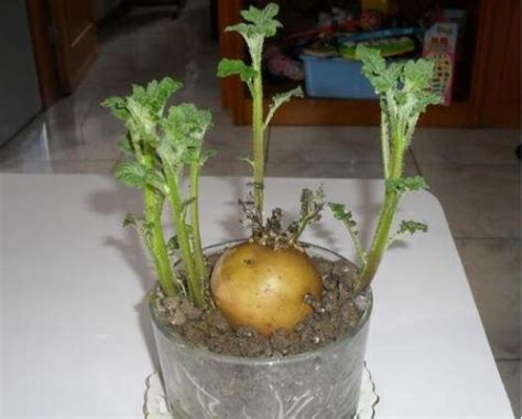 土豆发芽如何种盆栽