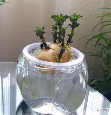 土豆怎么做水培植物