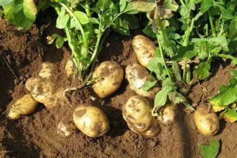 土豆怎样种植