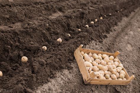 土豆栽培需要什么技术