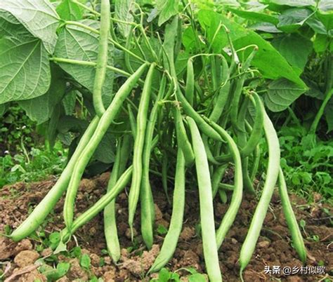 地芸豆怎么种植
