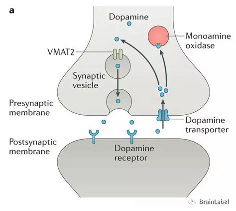多巴胺转运体作用过程