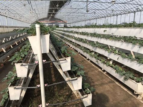 大棚草莓立体种植槽