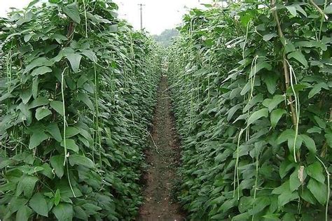 大棚豇豆种植管理技术