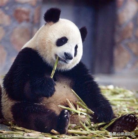 大熊猫为什么被视为中国国宝