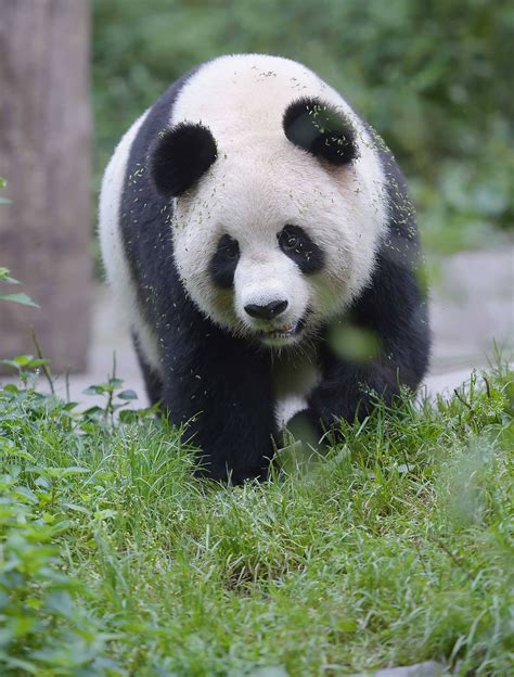 大熊猫习性介绍
