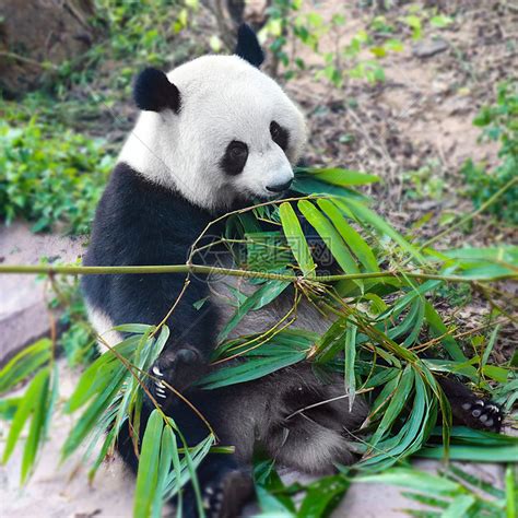 大熊猫吃竹子不靠蛮力