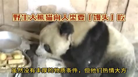 大熊猫向人类求助