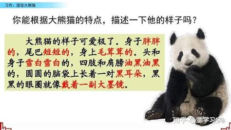 大熊猫的作文三年级第3人称
