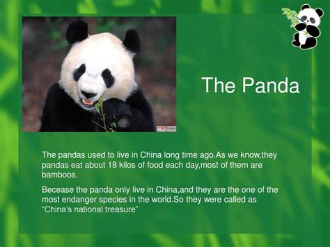 大熊猫的英语怎么读