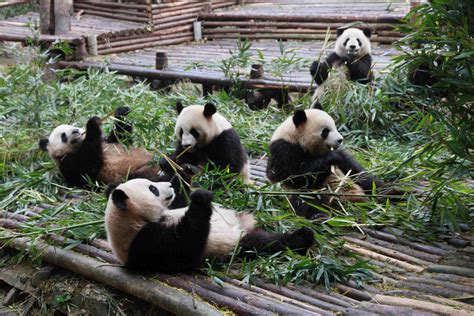 大熊猫繁育研究基地旅游攻略最新