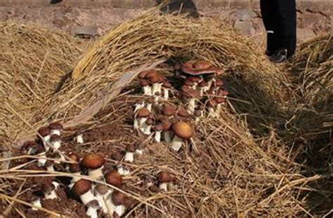 大球盖菇是生料栽培还是熟料栽培