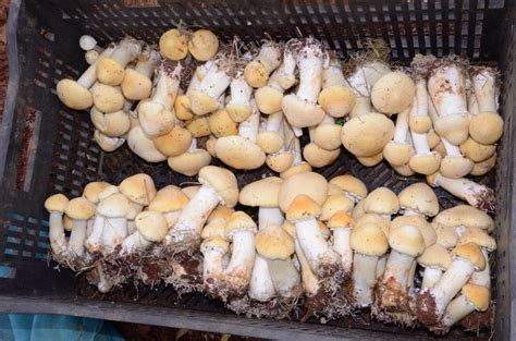 大球盖菇露天种植技术