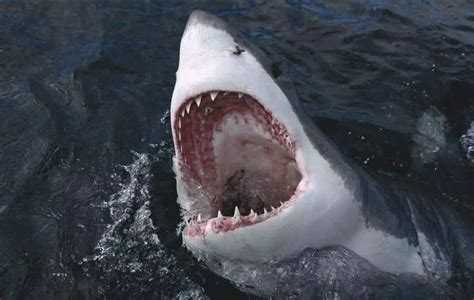 大白鲨的最大敌人