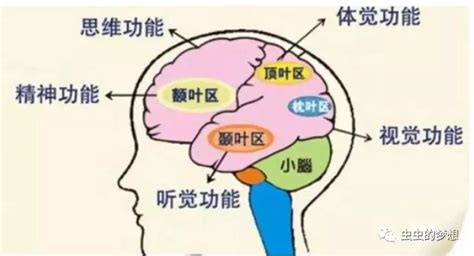 大脑记忆原理