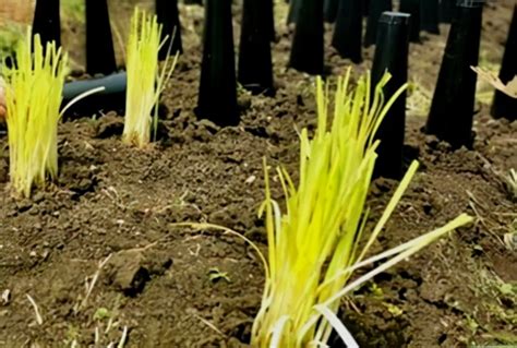 大规模韭黄的种植技术