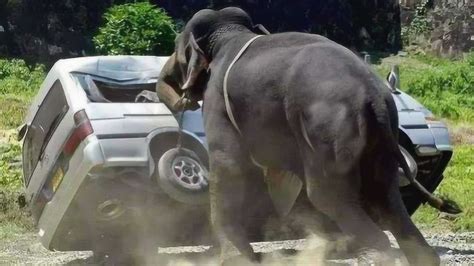 大象发怒了直接用鼻子卷起汽车