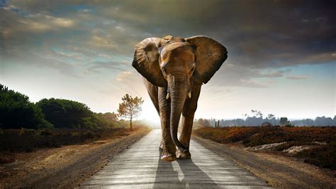 大象突然冲向公路