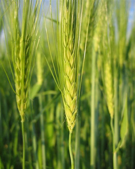 大麦种植时间和方法图