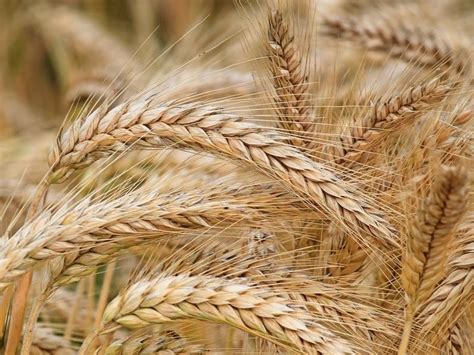 大麦适合什么地方种植