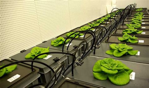 太空种子种出蔬菜