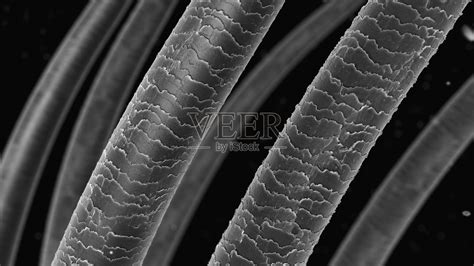 头发纤维显微镜下特征