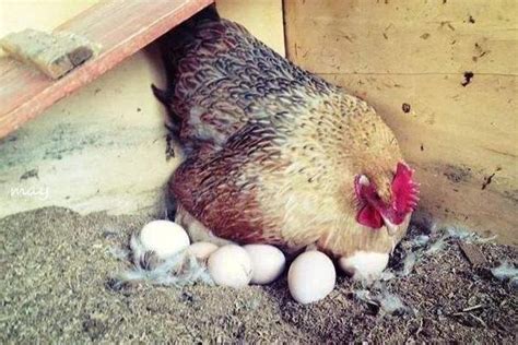 女人梦到自己捡生鸡蛋