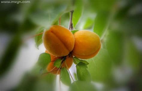 女人梦见吃杏子是什么预兆