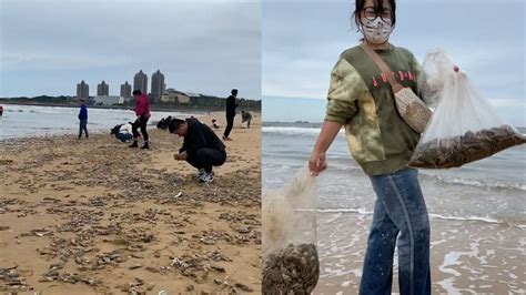 女子从海滩捡30斤虾回家