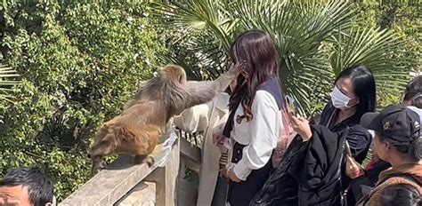 女子给猴子喂食被掌掴 景区回应j