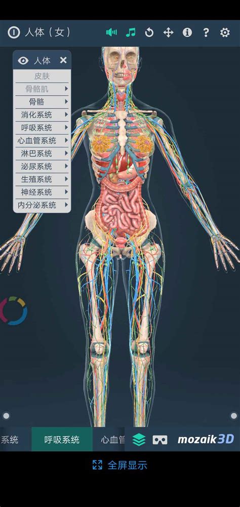 女性人体器官模型解剖