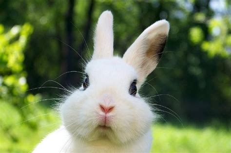 女朋友说兔子可爱怎么可以吃