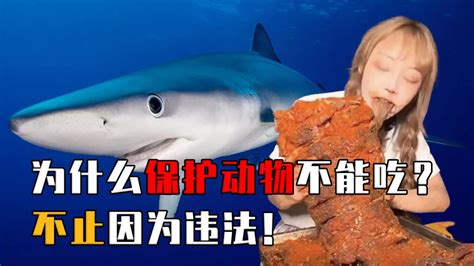 女网红烹食大白鲨已涉嫌违法