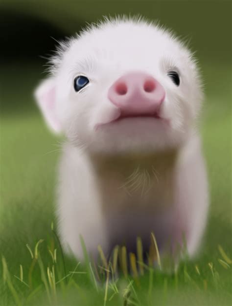 如何取小猪猪的名字